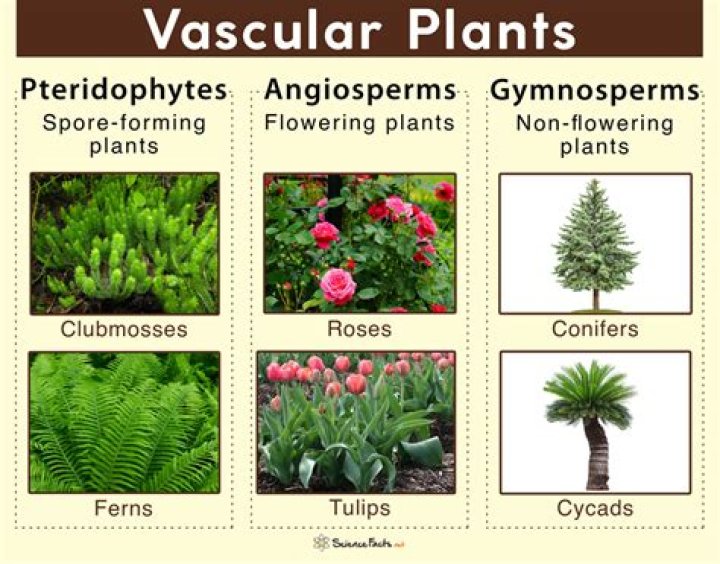 What are 5 vascular plants?