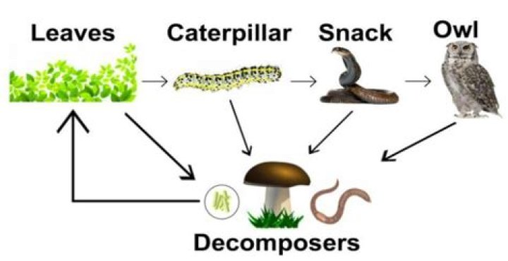 What are decomposers Class 7?
