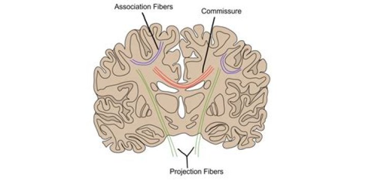 What are fiber tracts in the brain?