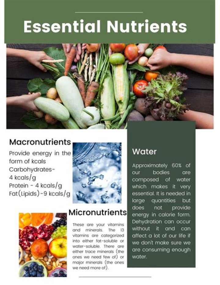What are the chief nutrients found in breads and cereals