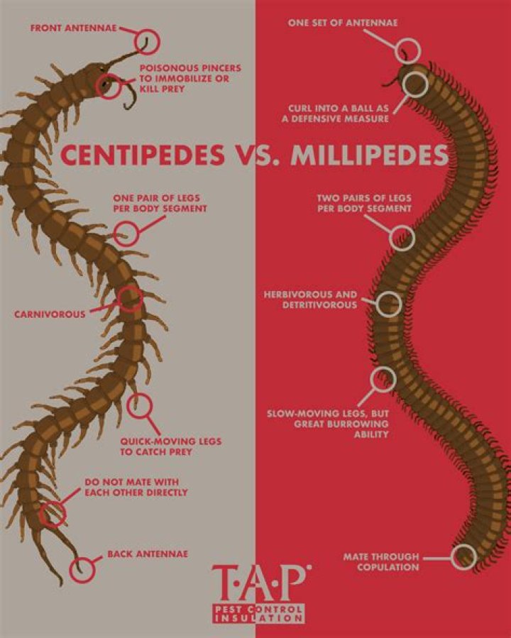 What are the similarities between millipedes and centipedes?
