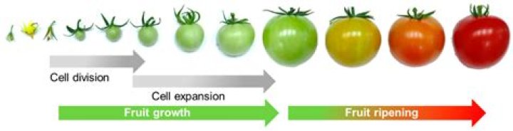 What are the stages of development from flower to fruit?