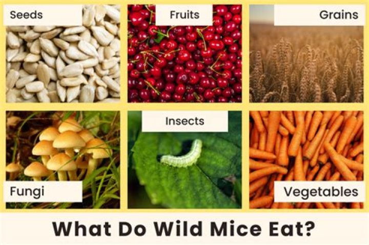 What can I feed a wild field mouse?