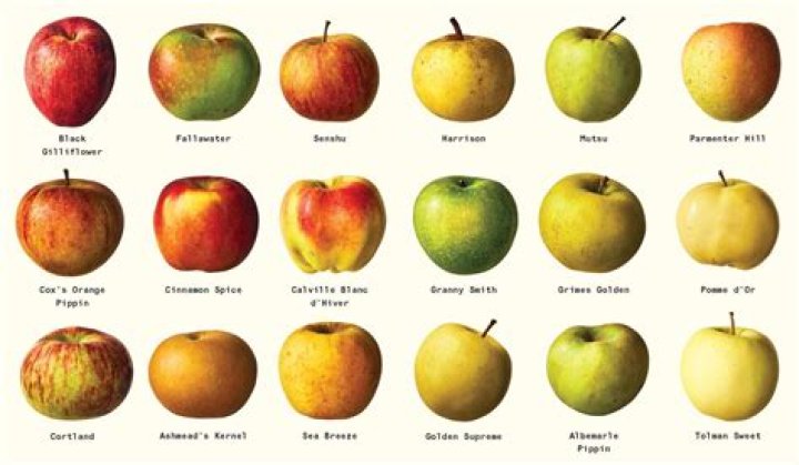 What color are Honeycrisp apples?