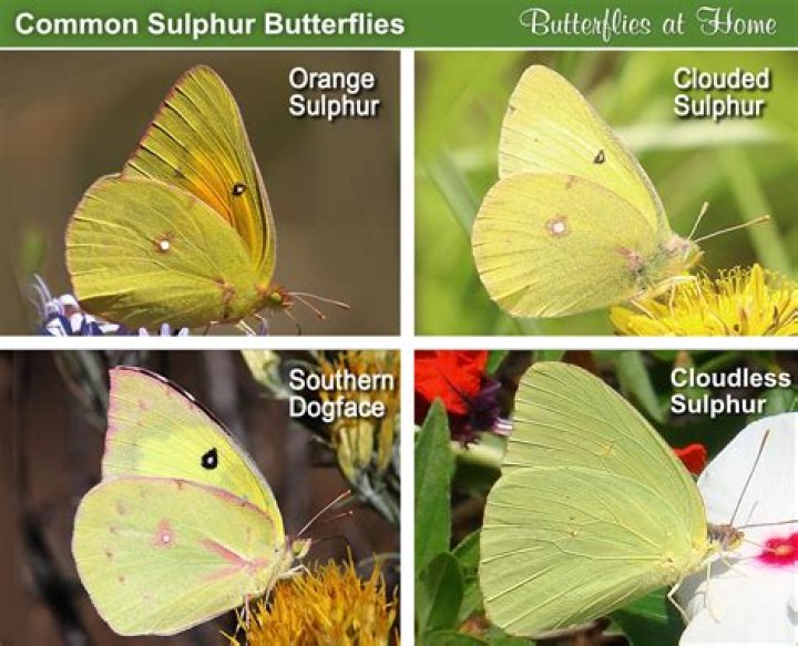 What do clouded Sulphur butterflies eat