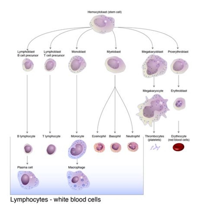 What do lymphocytes do in the lymphatic system?