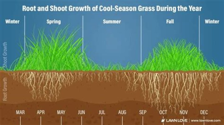 What do you put on grass before winter?
