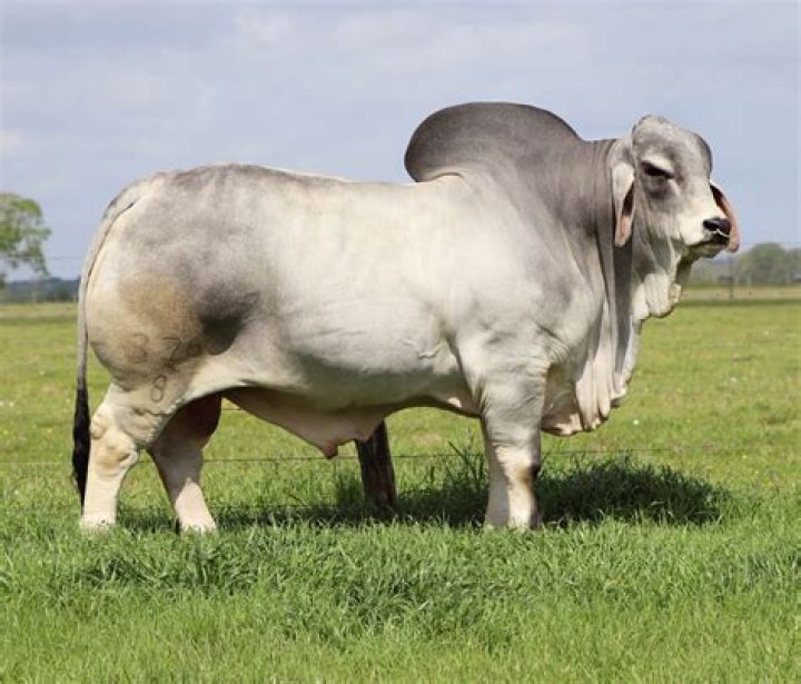 What does a Brahman cow look like?