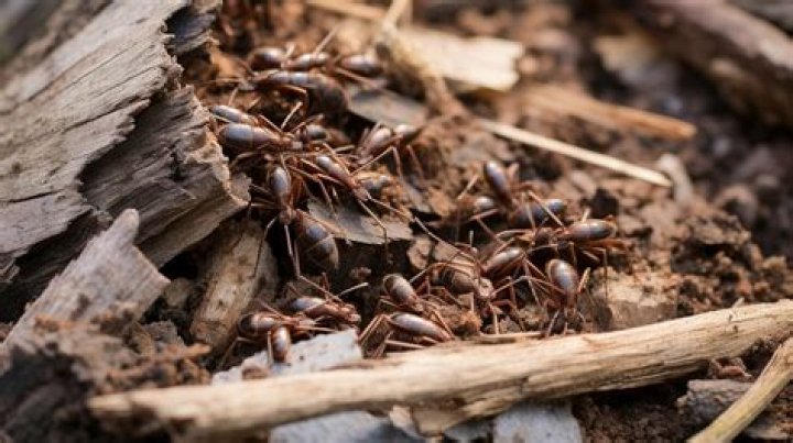 What does a carpenter ant?