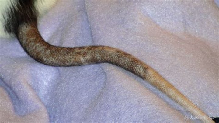 What does a rats tail look like