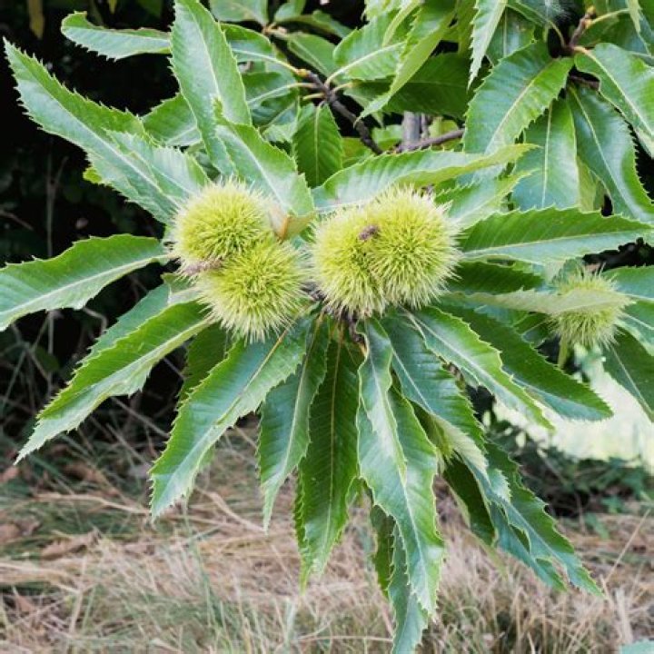 What does a sweet chestnut look like?
