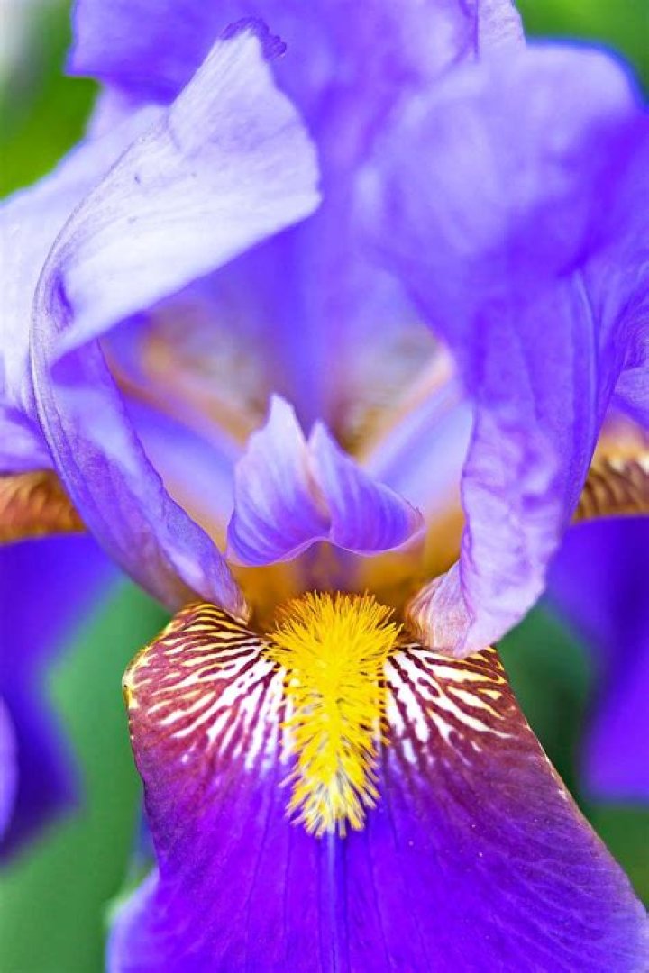 What does an iris flower look like?