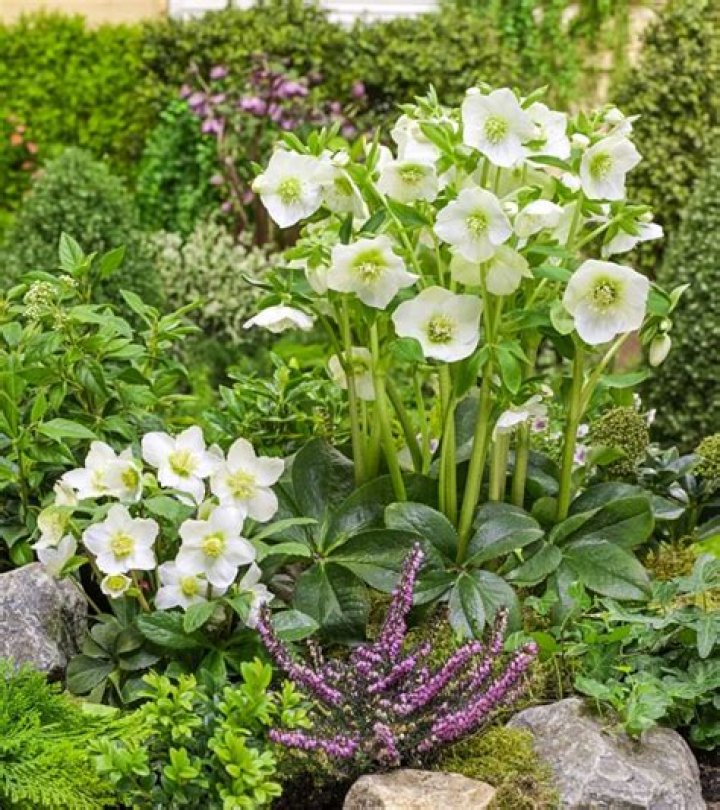 What does hellebore look like?