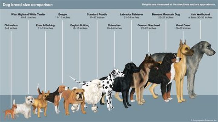What does iDog stand for?