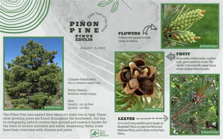 What does pinon pine smell like?