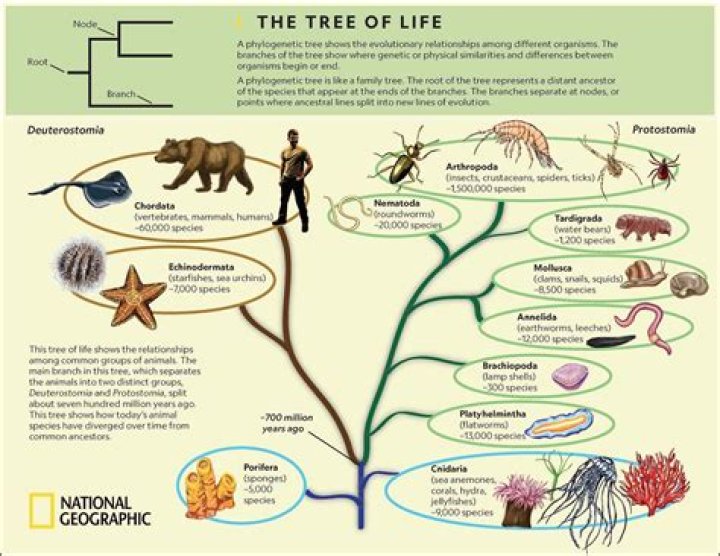 What does the Tree of Life Show biology