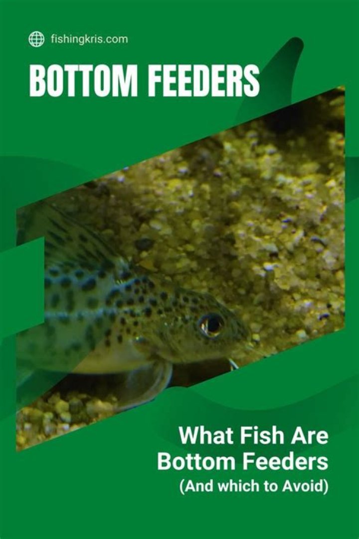 What fish are bottom feeders?