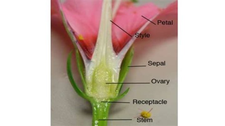 What flowers have sepals? | ContextResponse.com