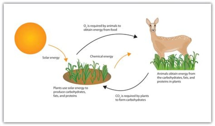What gas do animals need to make energy from food?