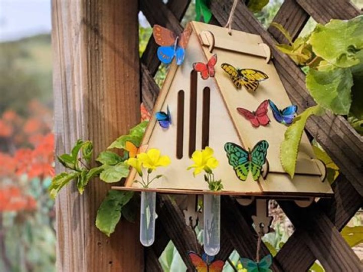 What goes in a butterfly house?