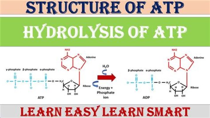 What happens during ATP hydrolysis?
