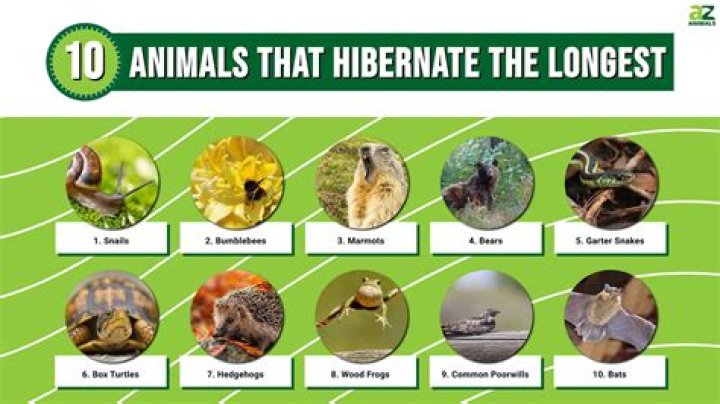 What happens if I don't hibernate my tortoise?