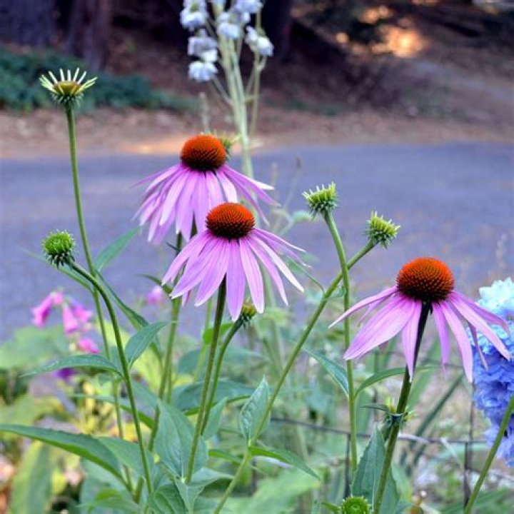 What insect eats coneflowers? | ContextResponse.com