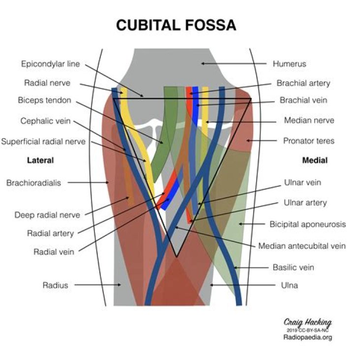 What is a cubital fossa?