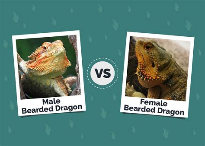What is a female dragon called?