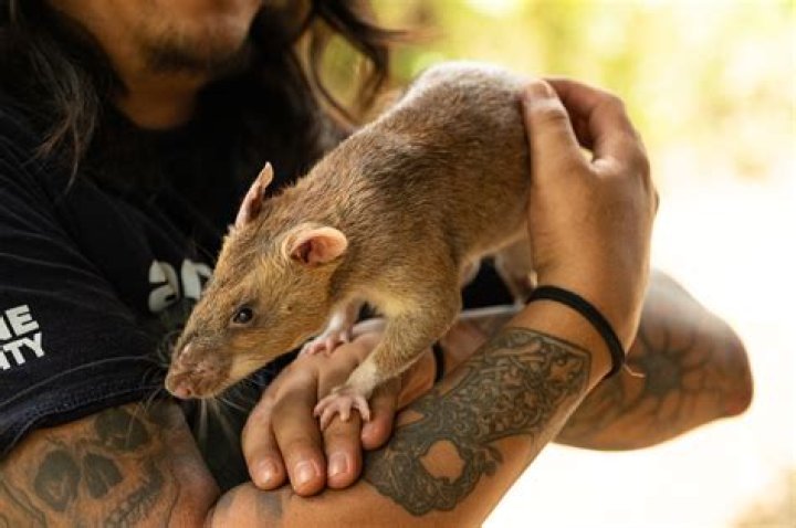 What is a giant rat called?