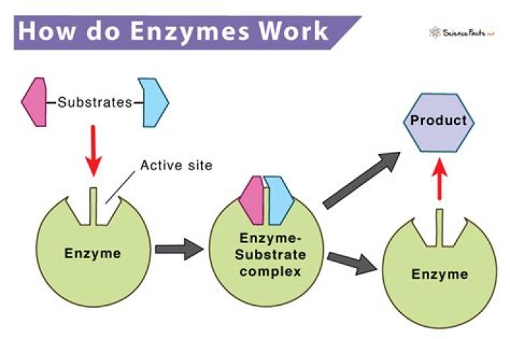 What is an enzyme made of?