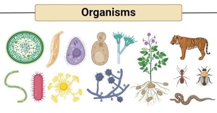 What is an example of a living organism?