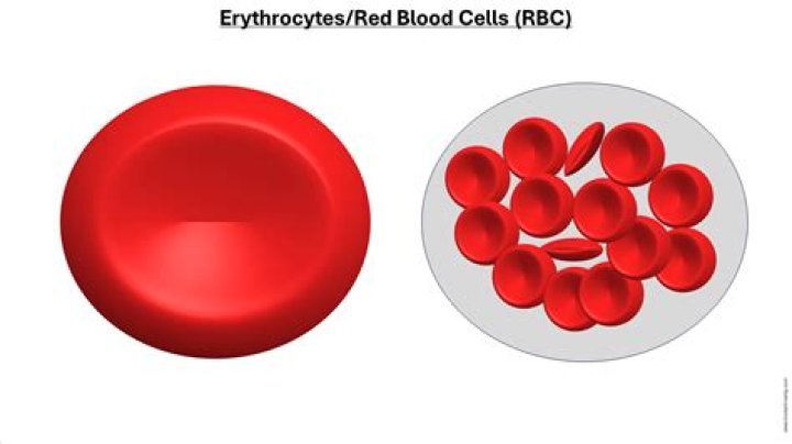 What is erythrocyte cell? | ContextResponse.com