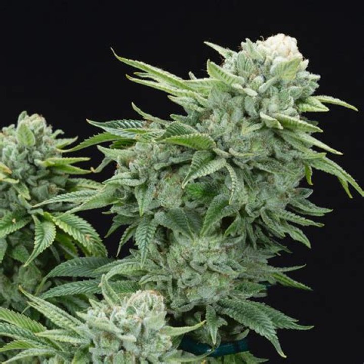 What is Gorilla Glue strain good for?