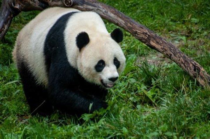 What is life like for a giant panda?