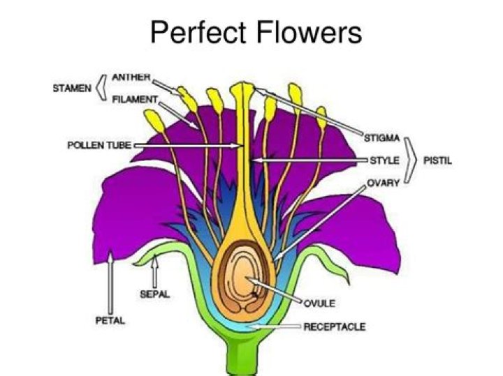 What is perfect flower?