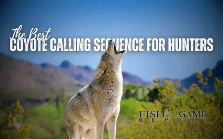 What is the best coyote calling sequence?