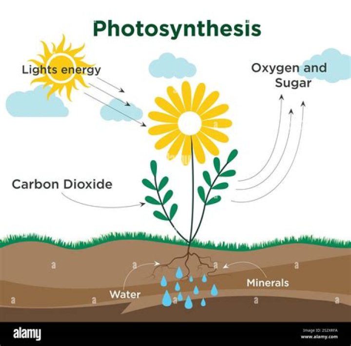What is the carbon source used in photosynthesis?