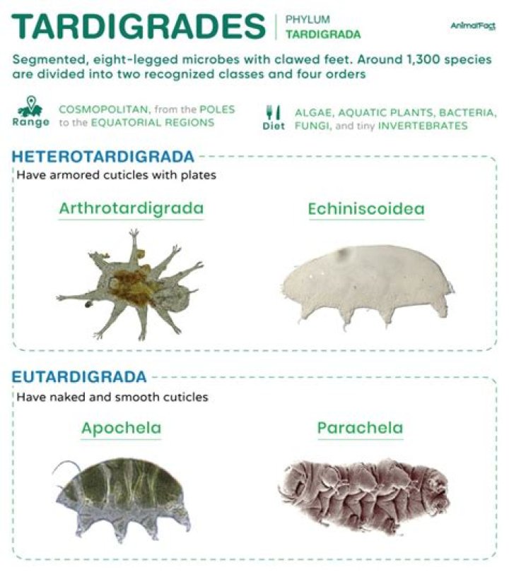 What is the classification of a Tardigrade?
