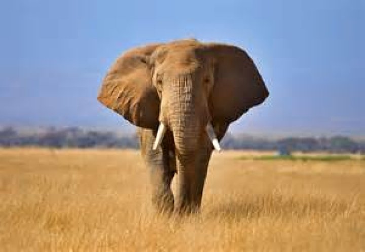 What is the color of elephant skin
