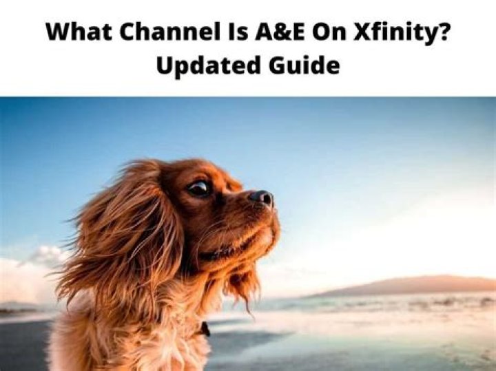 What is the dog channel?