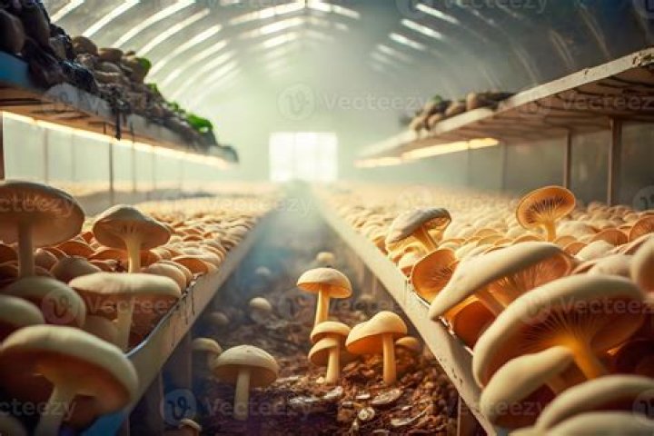 What is the easiest mushroom strain to grow?