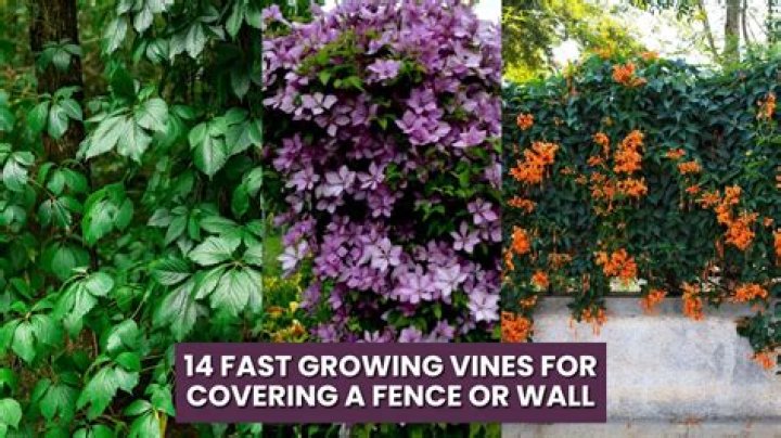 What is the fastest growing vine for privacy?