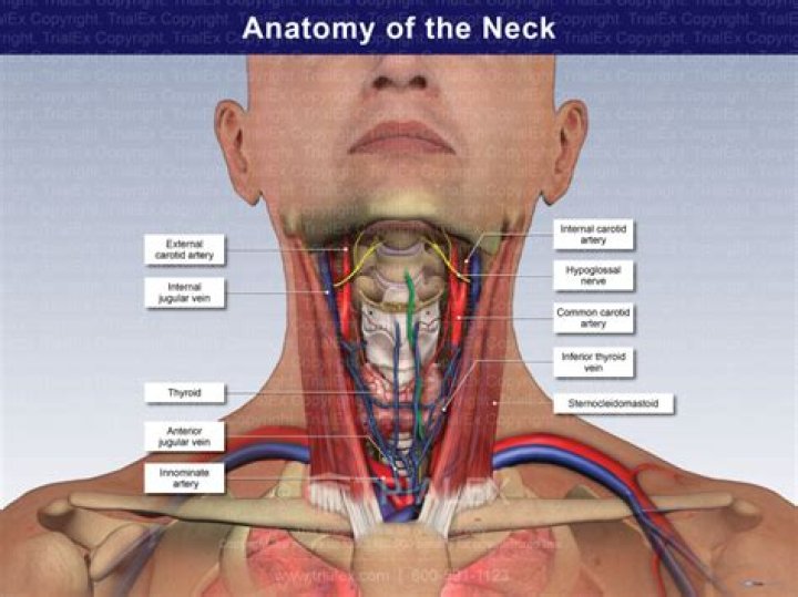 What is the front of the neck called?