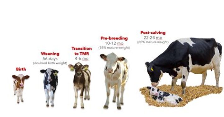 What is the ideal calf size?