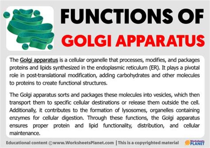 What is the importance of the Golgi apparatus?