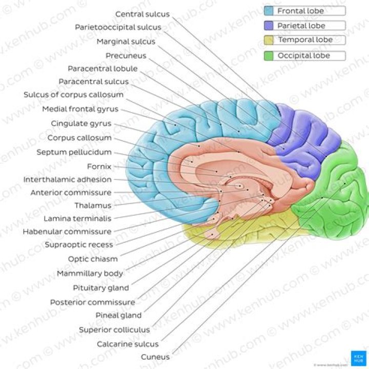What is the midsagittal section?