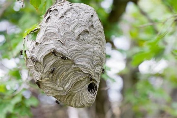 What is the name of bee nest?