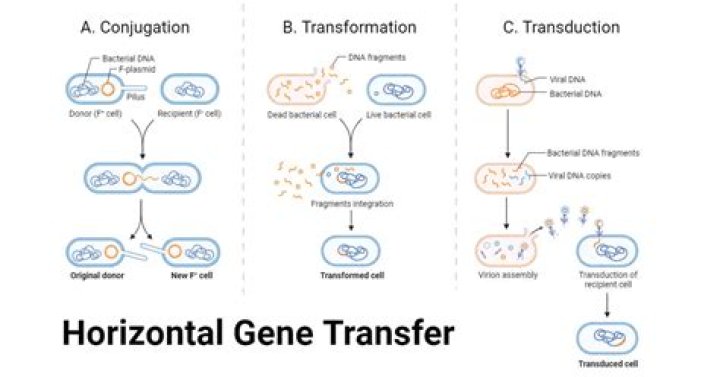 What is the process of gene transfer?