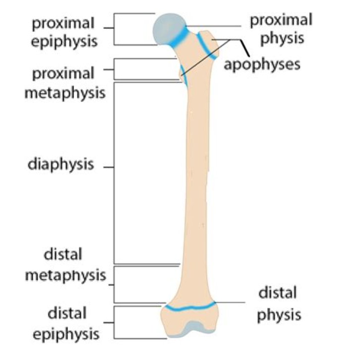 What is the role of the diaphysis in the long bone?